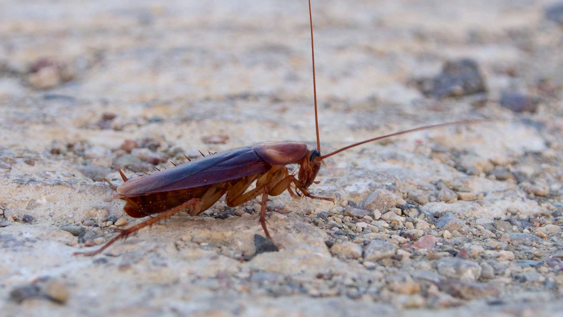 Stop roaches in Hampton Roads, Virginia