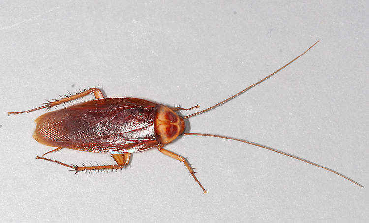 Cockroach extermination