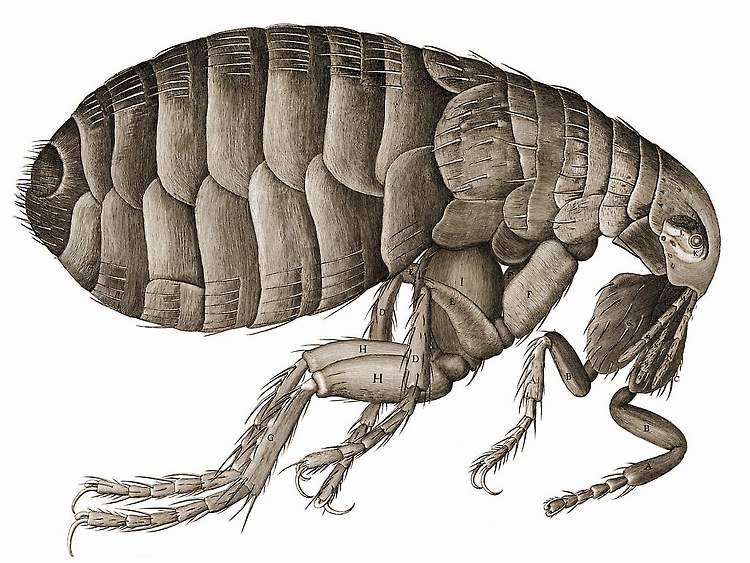 Flea diagram