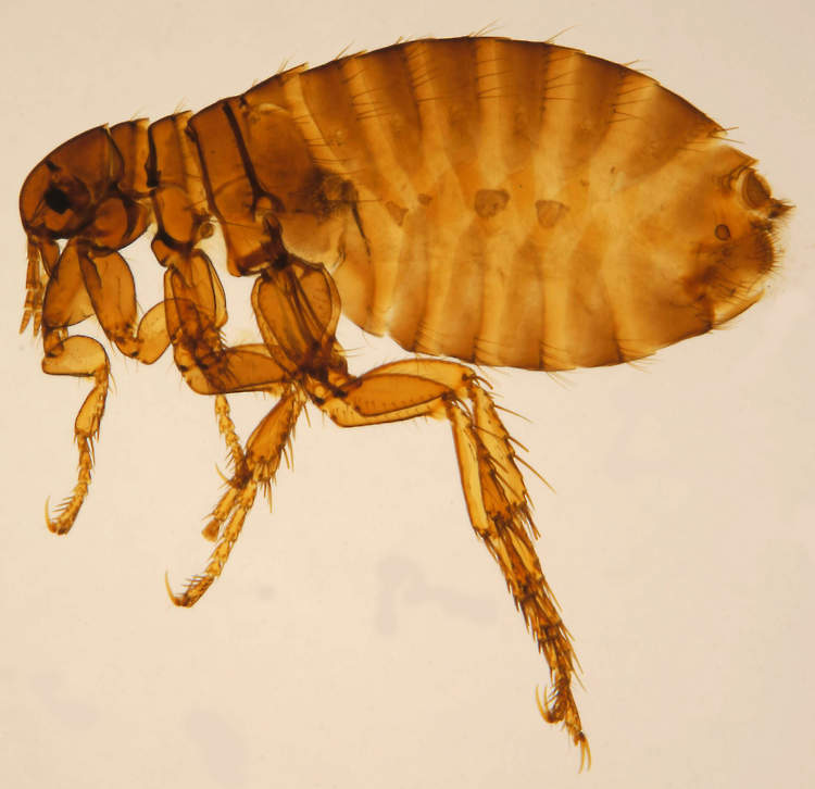 Flea under microscope