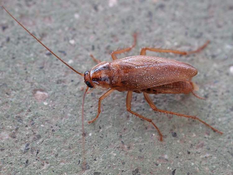 Cockroach activity