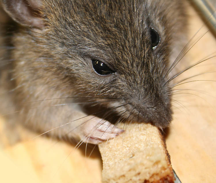 Rodent activity