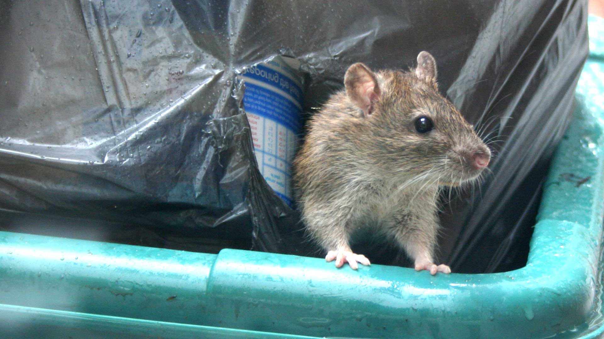 Rodent and pest control experts in Hampton Roads, Virginia