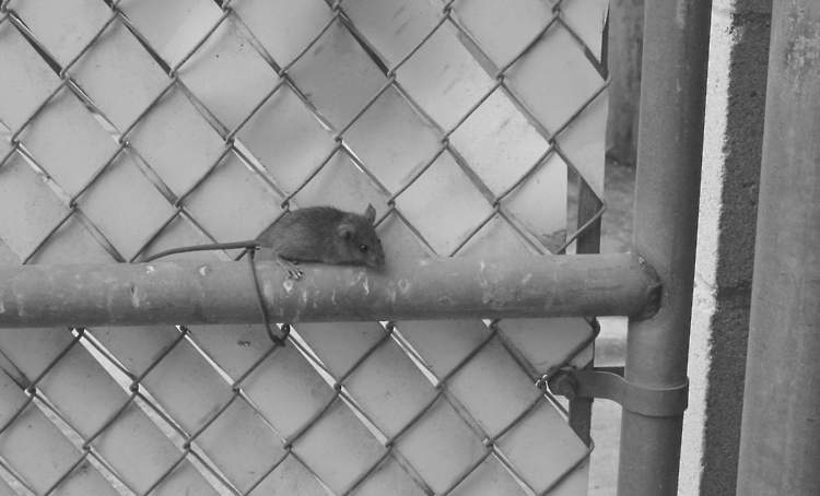 Rats and mice infesting a Hampton Roads home