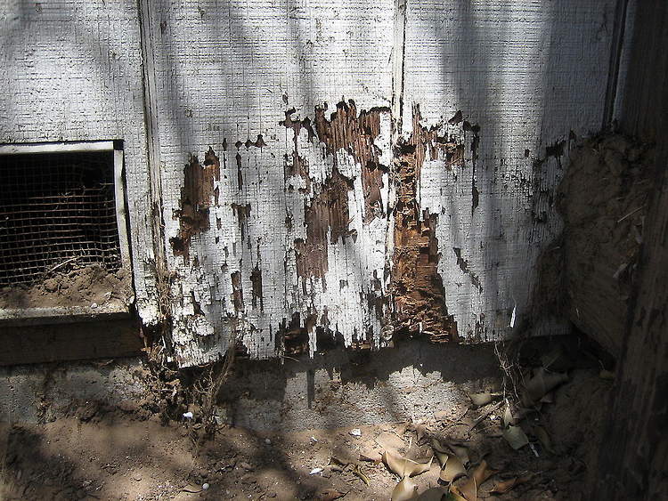 Termite wall damage