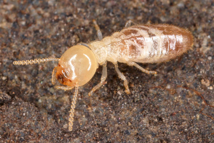 Live termite