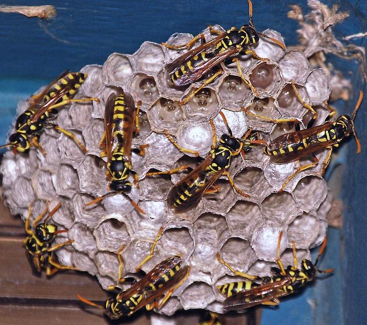 Wasp nest activity